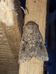 Mythimna languida