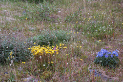 Delphinium middendorffii