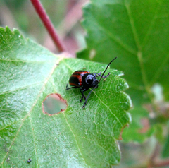 Cryptocephalus bipunctatus