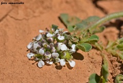 Lepidium hirtum oxyotum