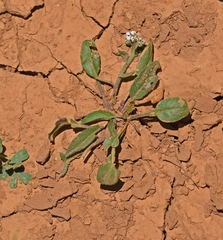 Lepidium hirtum oxyotum