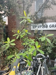 Euphorbia grantii