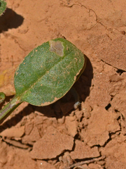 Lepidium hirtum oxyotum