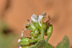 Lepidium hirtum oxyotum