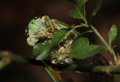 Dyticopycna semiclara