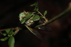 Dyticopycna semiclara