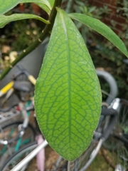 Euphorbia grantii