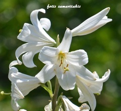 Lilium candidum