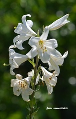 Lilium candidum