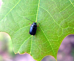 Cryptocephalus nitidus