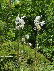 Lilium candidum