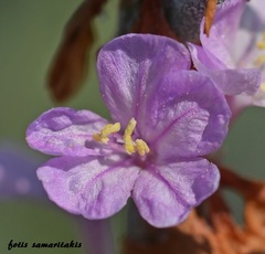 Limoniastrum monopetalum