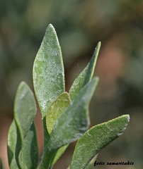 Limoniastrum monopetalum