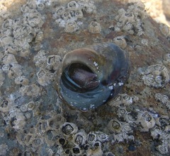 Diogenes brevirostris