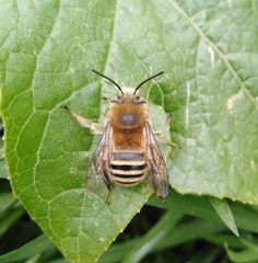 Mystacanthophora