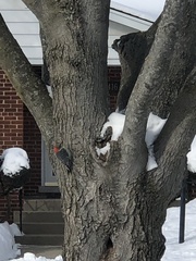 Melanerpes carolinus