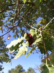 Andricus dentimitratus