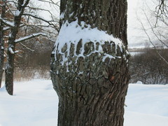Pseudomonas
