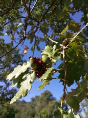 Andricus dentimitratus