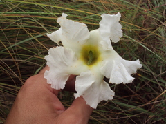 Mandevilla petraea