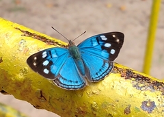 Dynamine tithia tithia