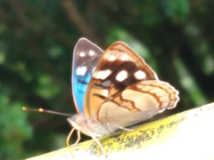 Dynamine tithia tithia