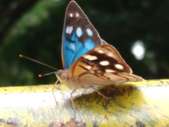 Dynamine tithia tithia