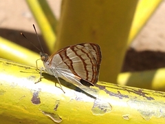 Dynamine tithia tithia