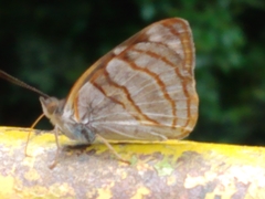 Dynamine tithia tithia