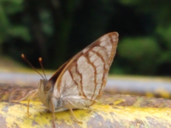 Dynamine tithia tithia