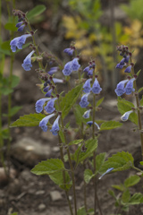 Scutellaria pekinensis