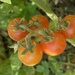 Solanum lycopersicum - Photo (c) Sune Holt,  זכויות יוצרים חלקיות (CC BY-NC), uploaded by Sune Holt