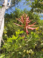 Erythrina herbacea