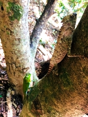 Lyriocephalus scutatus