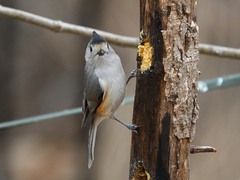 Baeolophus bicolor × atricristatus