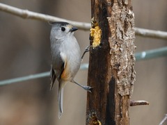 Baeolophus bicolor × atricristatus