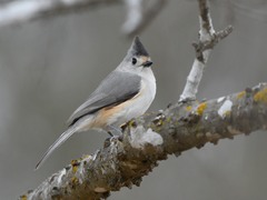 Baeolophus bicolor × atricristatus