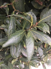 Laurus