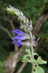 Salvia atrocyanea