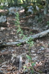 Epipactis krymmontana