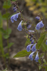 Scutellaria pekinensis