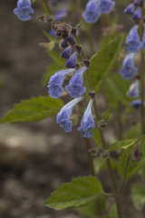 Scutellaria pekinensis