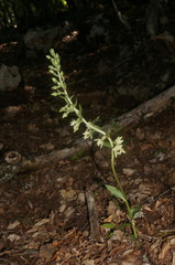 Epipactis krymmontana