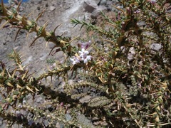 Junellia seriphioides