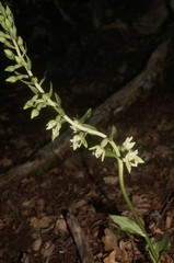 Epipactis krymmontana