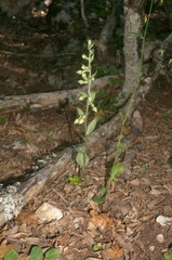 Epipactis krymmontana