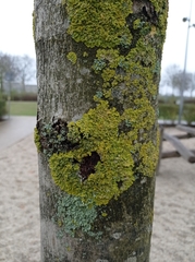 Xanthoria parietina