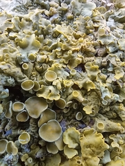 Xanthoria parietina