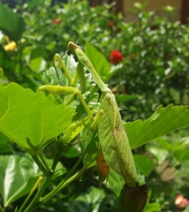 Stagmatoptera septentrionalis