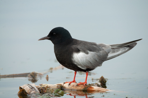 White-winged Tern